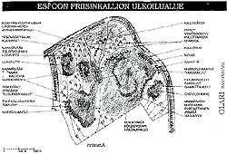 Friisinkallio